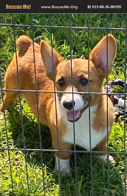 Adopt 23082600155 ~ Corgi Rescue ~ Miami Ok