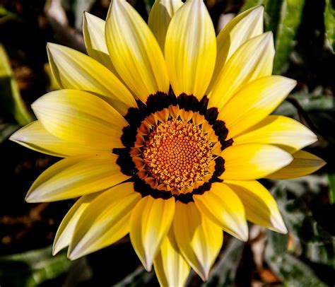 Gazania Flower Yellow Free Photo On Pixabay Pixabay