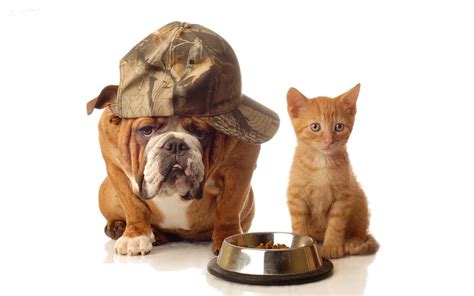 Huisdier dieren wilde dieren gekke dieren grappige dieren dieren kunst dieren tekenen schattige dieren natuur. Kitten Achtergronden | HD Wallpapers