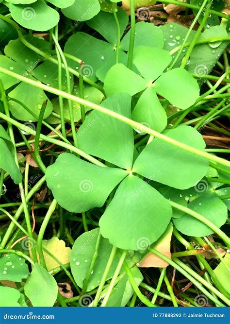 Four Leaf Clovers Stock Photo Image Of Irish Garden 77888292