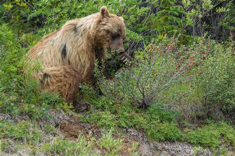 Grizzly Bear Research Trapping Taking Place In Grand Teton National