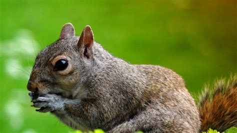 Raising Indoor Pet Squirrels What Do Pet Squirrels Eat Critters Aplenty