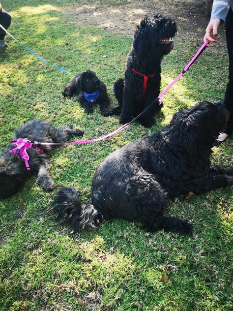 The bouvier des flandres, usually referred to as a bouvier, is an attractive and robust dog breed that has taken its part in the. HAPPY RESCUES - BOUVIER DES FLANDRES RESCUE SOUTH AFRICA