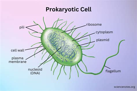 Prokaryotic Cell Diagram And Facts
