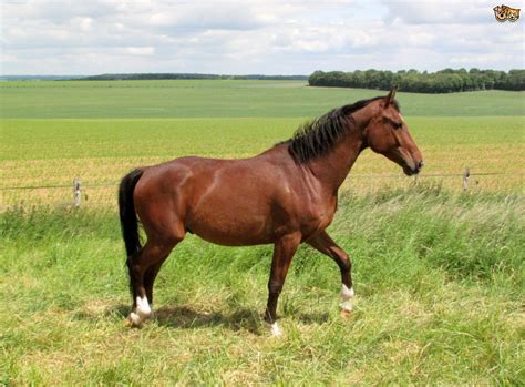 De ma vie, de sa vie, on discute les actualités du monde… Selle Francais Horse Breed | Facts, Highlights & Buying ...