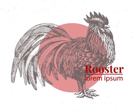 Vector Hand Drawn Rooster Illustration Retro Engraving Style Sketch