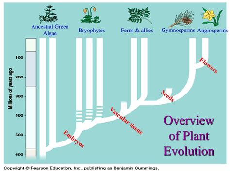Ppt Plant Evolution Powerpoint Presentation Free Download Id712304