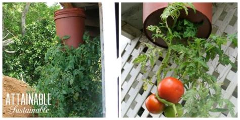 Growing Tomatoes Upside Down In Hanging Planters