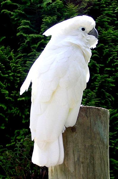 White Parrots Pictures My Hd Animals