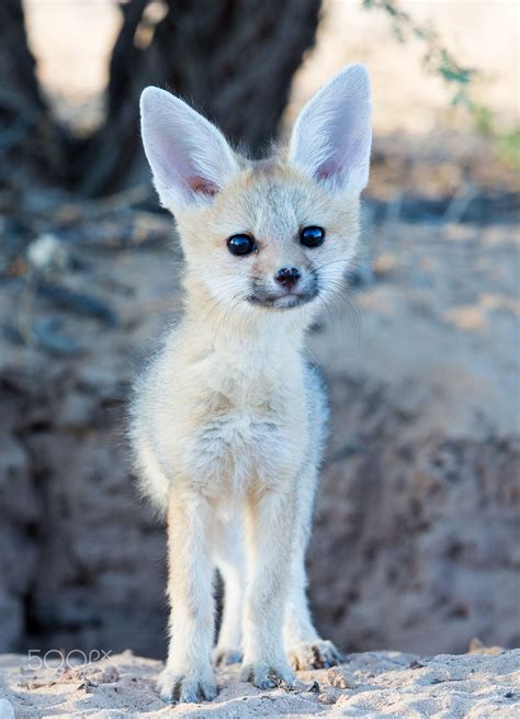 Cape Fox Baby A Young Cape Fox Standing In Front Of A Hole In The