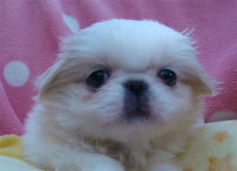 For Sale Pekingese X Japanese Chins 2f 1m Tiny Puppies