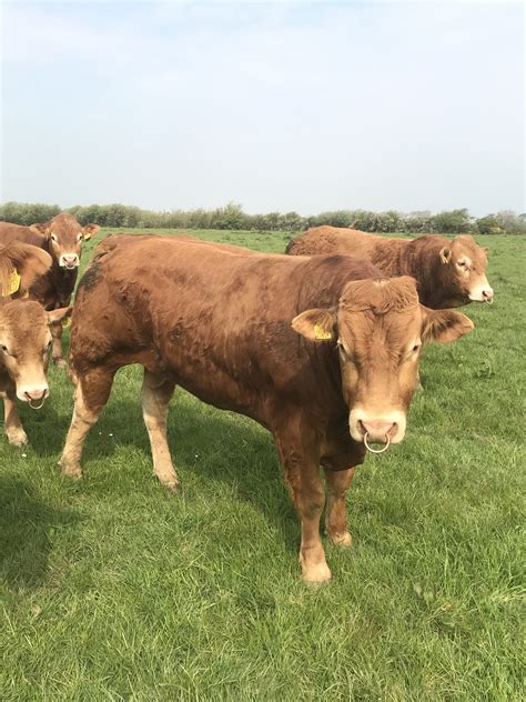 Purebred Limousin Bulls - Haystack Buy and sell farming