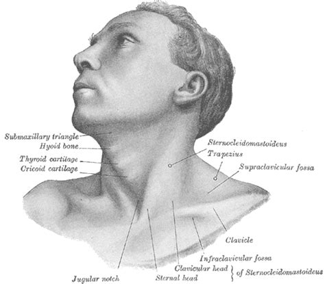 The Hyoid Bone Boundless Anatomy And Physiology Study Guides