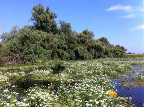 Vegetatia Din Delta Dunarii