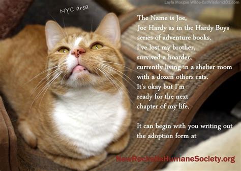Now through february 14th, you can purchase a heart that will include your name and optional message that will be. The Poetry of Shelter Cats | Cat shelter, Cat nyc, Cats