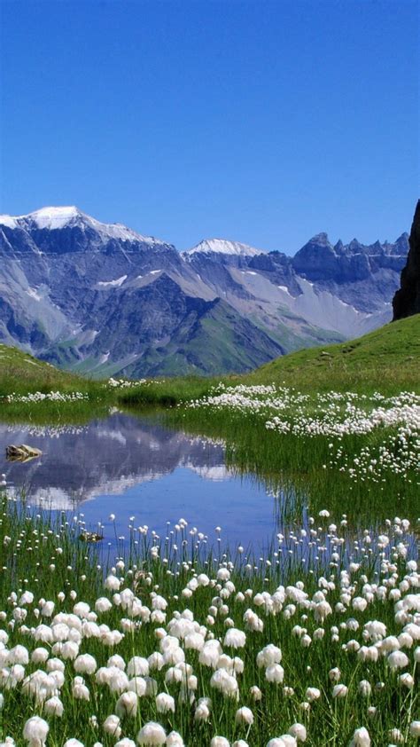 Alps Flowers Wallpapers Top Free Alps Flowers Backgrounds