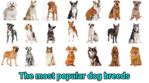 The Most Popular Dog Breeds With Their Lifespan Temperament Youtube