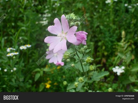 Wild Mallow Summer Image And Photo Free Trial Bigstock