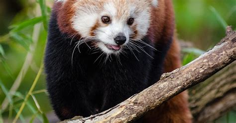 Red Panda Walking On Tree Log During Daytime · Free Stock Photo