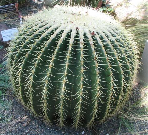Fileechinocactus Grusonii Golden Barrel Cactus Status Endangered
