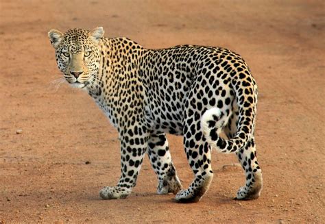 Wallpaper Id 289722 Leopard Leopard Spots Animal Wild Wildlife