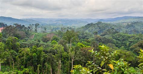 Deep In The Jungle Scientists Explore The Links Between The Congo And