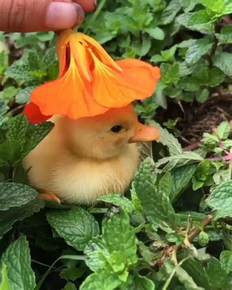 Discover Wildlife On Instagram A Sleepy Duck Under A Flower Sun Hat