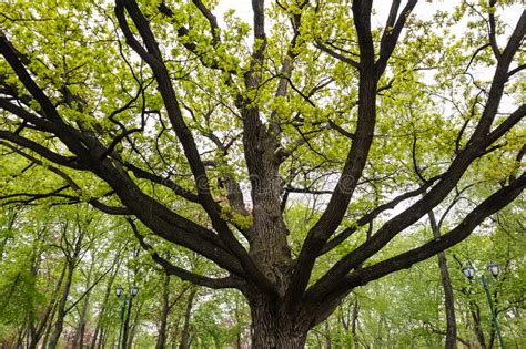 Big Oak Tree With Green Leaves In Spring City Park Stock Photo Image