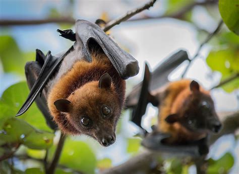 What Do Dayak Fruit Bat Eat