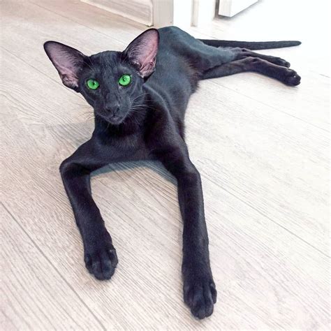 Mythical Animal Black Oriental Cat Oriental Shorthair Cats