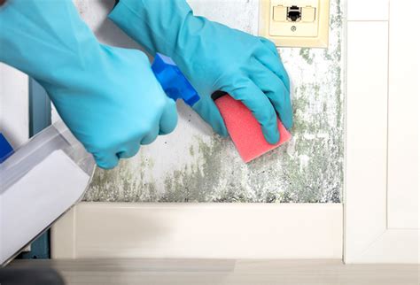 Can You Do Mold Remediation Yourself Quick Guide