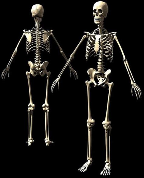 Como é Formado O Esqueleto Humano Apocks