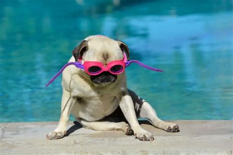 Can Pugs Swim 3 Main Reasons Why Not Safety Measures