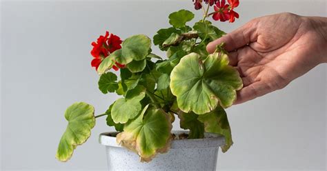 Understanding Why Your Geranium Leaves Are Turning Yellow The Garden