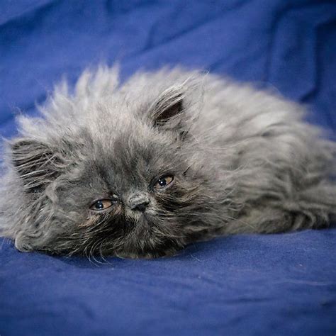 Grey Persian Kitten C Christopher James Ryan Photography Persian