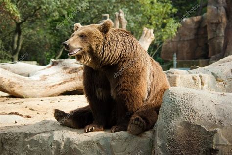 Funny Brown Bear — Stock Photo © Maverickette 1131543