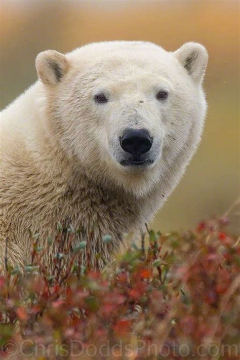 Polar Bear Portrait By Christopher Dodds On 500px Polar Bear