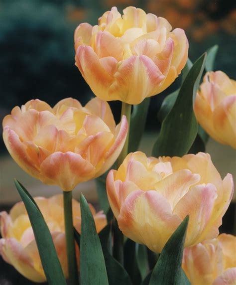 Tulip Creme Upstar Peony Flowering Tulips Tulips Flower Bulbs