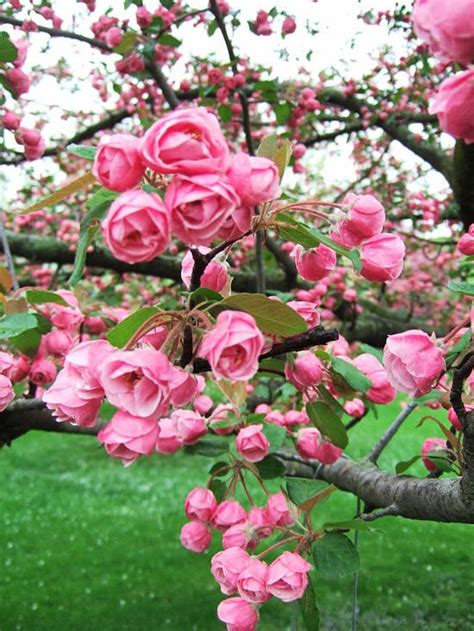Fruit Trees Home Gardening Apple Cherry Pear Plum Most Beautiful
