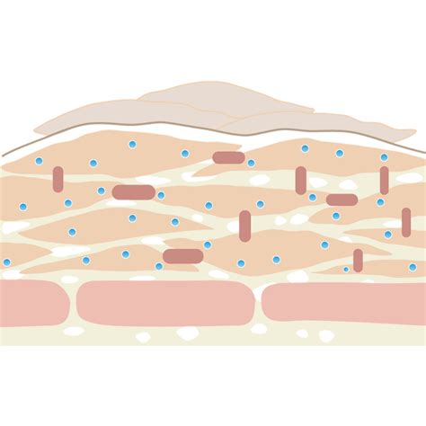 Skin Cell Png