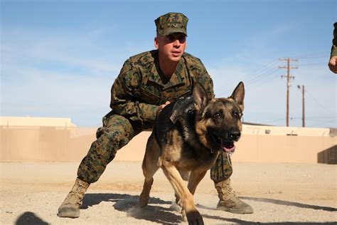 The Army K9 Unit In The Army