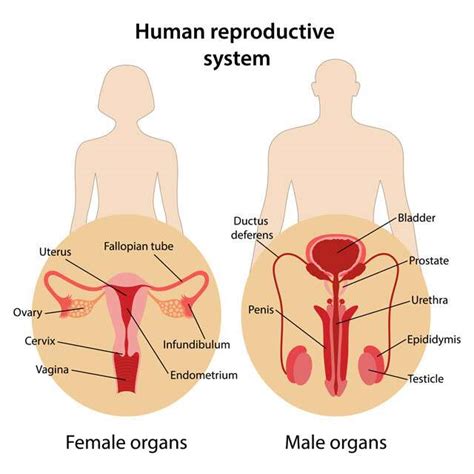 The Expert Guide To Taking Care Of Your Reproductive Health
