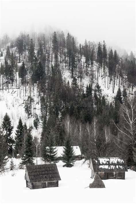 Fir Trees And Peasant Houses On The Snow Covered Mountains Carpathians