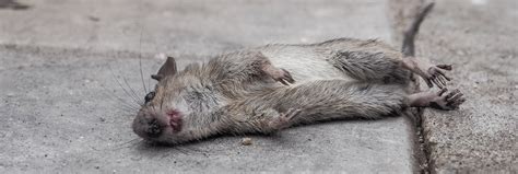 Check spelling or type a new query. How To Get Rid Of Dead Rodent Smells | Pest Control ...