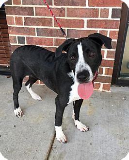 Well i recently adopted a border collie/pit mix, and i have a few questions on training. Pin on PLEASE HELP SAVE SOME SHELTER ANIMALS.