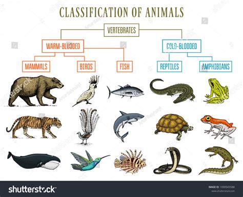 Classification Animals Reptiles Amphibians Mammals Birds Stock Vector