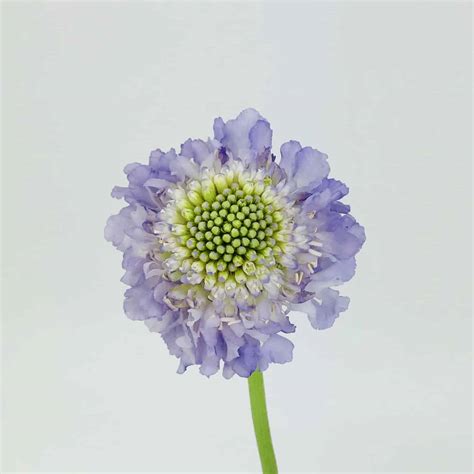 Scabiosa Scoop Light Purple Wholesale Bulk Flowers Cascade Floral