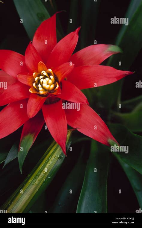 Red And Green Bromeliad Plant In Flower Stock Photo Alamy