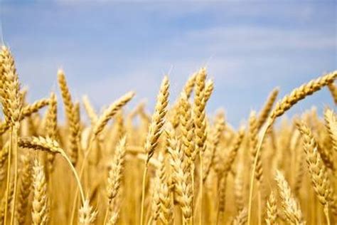 Wheat Intolerance And Skin Problems