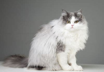I do a pretty good job keeping it brushed but inevitably after a while, he gets mats and clumps in it that i is there anything i can do to soften his hair up so that it doesn't get so matted up and so difficult to brush? How to Remove Matted Hair from a Persian Cat (2019 Guide ...